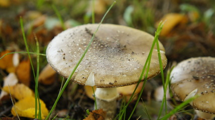 parasol mushrooms in heathland