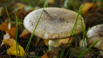 parasol mushrooms in heathland