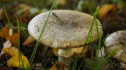 parasol mushrooms in heathland