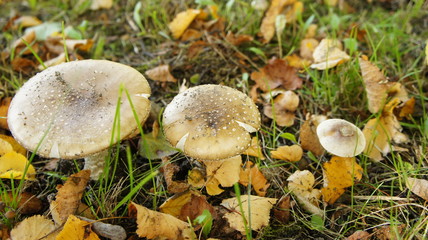 parasol mushrooms in heathland