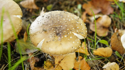 parasol mushrooms in heathland