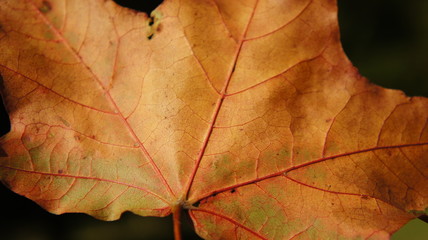 Autumn, fall with colorful leaves