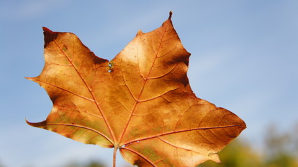 Autumn, fall with colorful leaves