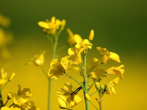 The rapeseed fields bring warm summer colors to spring almost by their shimmering yellow flowers. with effects of color pleasant to watch especially when an insect pollinator comes to search the heart