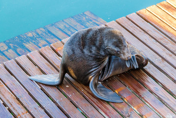 A brown Cape Fur Seal sits on the wooden board walk in the port of Cape Town South Africa, scratching its nose