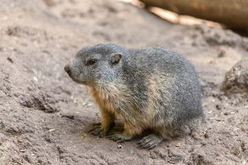 Naklejka na ściany i meble groundhog sits on ground and looks to the side