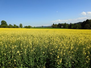 Fototapeta premium The rapeseed fields bring warm summer colors to spring almost by their shimmering yellow flowers. with effects of color pleasant to watch especially when an insect pollinator comes to search the heart