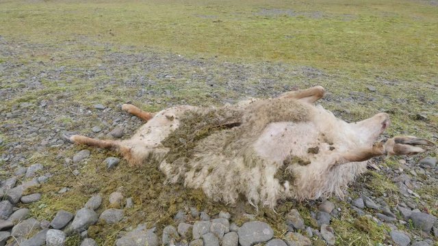 ICELAND Rettir sheep Schaf roadkill