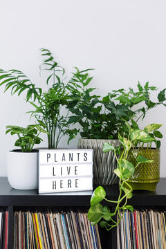 Selection of indoor plants and records with light box that says PLANTS LIVE HERE"""election of indoo"