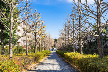 秋の終わりの住宅街