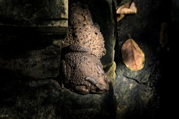 Obraz premium Two toads inhabitant on rock of the garden pond.