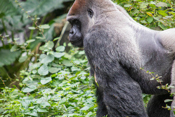 Gorilla making faces