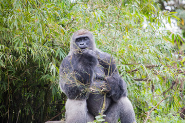 Gorilla making faces
