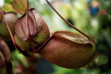 Tropical pitcher plant, closeup and selective focus.