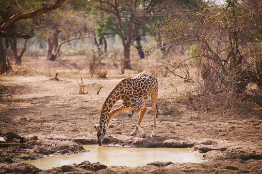 A giraffe drinking from a pond in The South Luangwa Park in Zambia