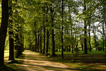Fototapeta na wymiar walk among the trees