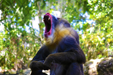 Monkey yawning