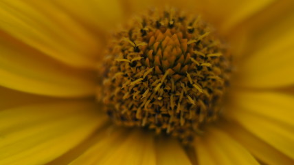 Yellow daisy flower isolated