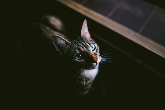 domestic tabby cat looking through the window