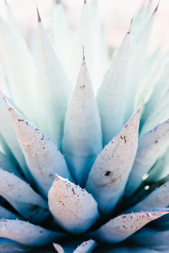 Agave plant in bright sunlight