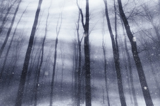 Snow storm in forest