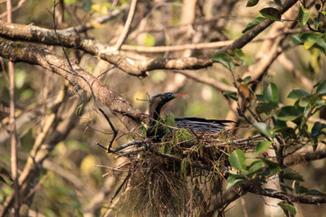 Female Anhinga bird called Anhinga anhinga makes a nest