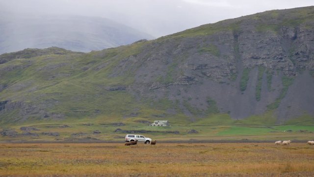 ICELAND Rettir sheep Schaf shepherd