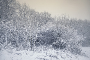 Tree Branches Covered in Snow