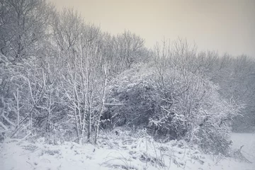 Photo sur Aluminium brossé Hiver Tree Branches Covered in Snow