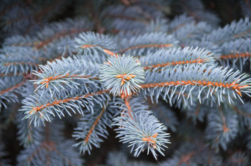 Naklejka na ściany i meble lush branches of the blue spruce close-up