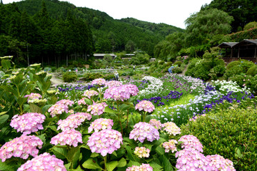 満開のアジサイと花菖蒲園