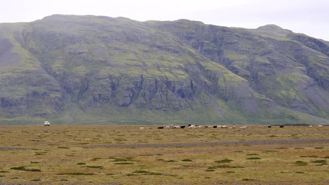 ICELAND Rettir sheep Schaf shepherd