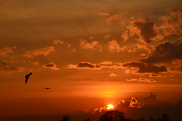 flying bird on the background of a Golden sunset