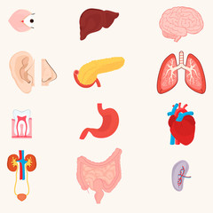 Internal organs of the human body, plus the nose and ear