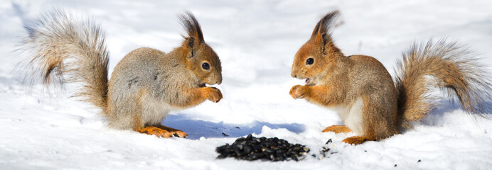 two red squirel in the snow eating sunflower seeds