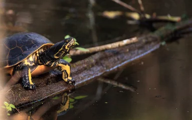 Foto op Plexiglas Florida redbelly turtle Pseudemys nelson perches on a cypress log © SailingAway