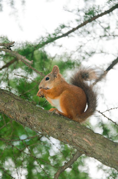 red squirrel on branch