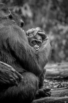 Lowland gorilla baby