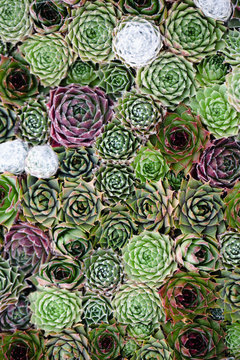 Succulent wall
