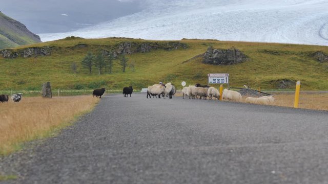 ICELAND Rettir sheep Schaf shepherd