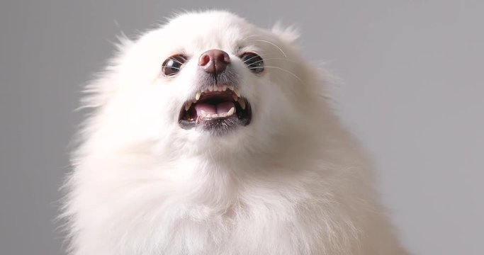 Pomeranian dog get angry