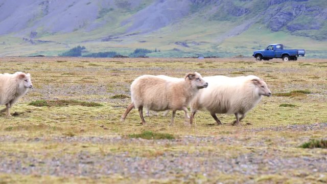 ICELAND Rettir sheep Schaf shepherd