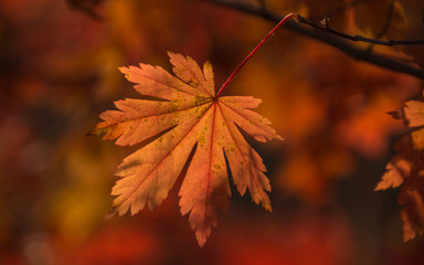 Золотая осень в тайге, Mellow autumn