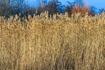 The bulrush are a genus of perennial and annual coastal plants of the sedge family