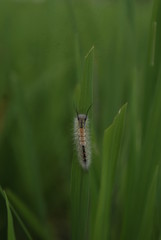 caterpillars settle on leaves
