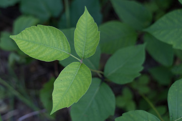Fototapeta na wymiar Poison Ivy Plants