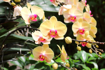 Close-up of Beautiful orchid flower in the garden