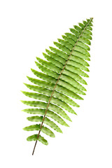 green leaf fern isolated on white background
