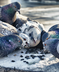 hungry pigeons in a city Park