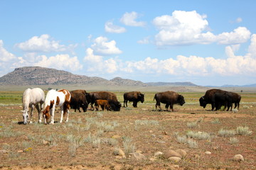 Buffalo and Horses 2
